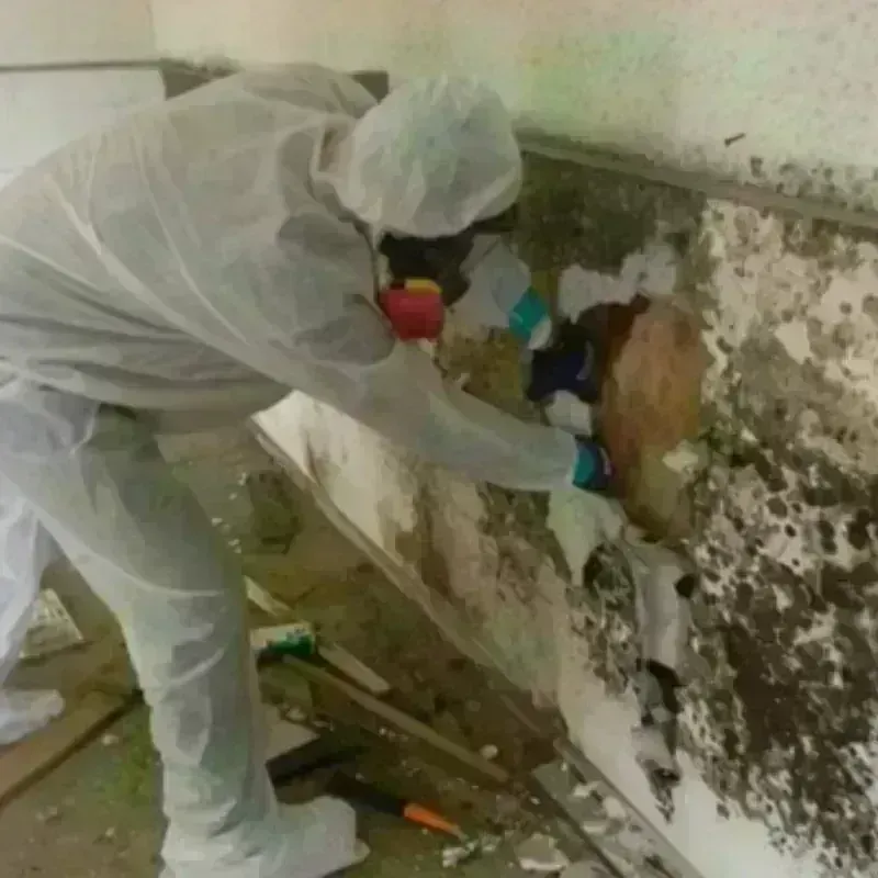 Mold Remediation and Removal in Jamesburg, NJ